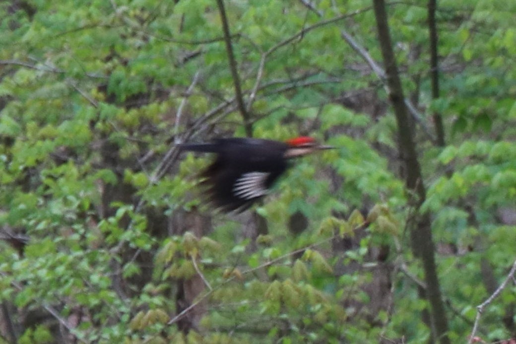 Pileated Woodpecker - Amy Sillers