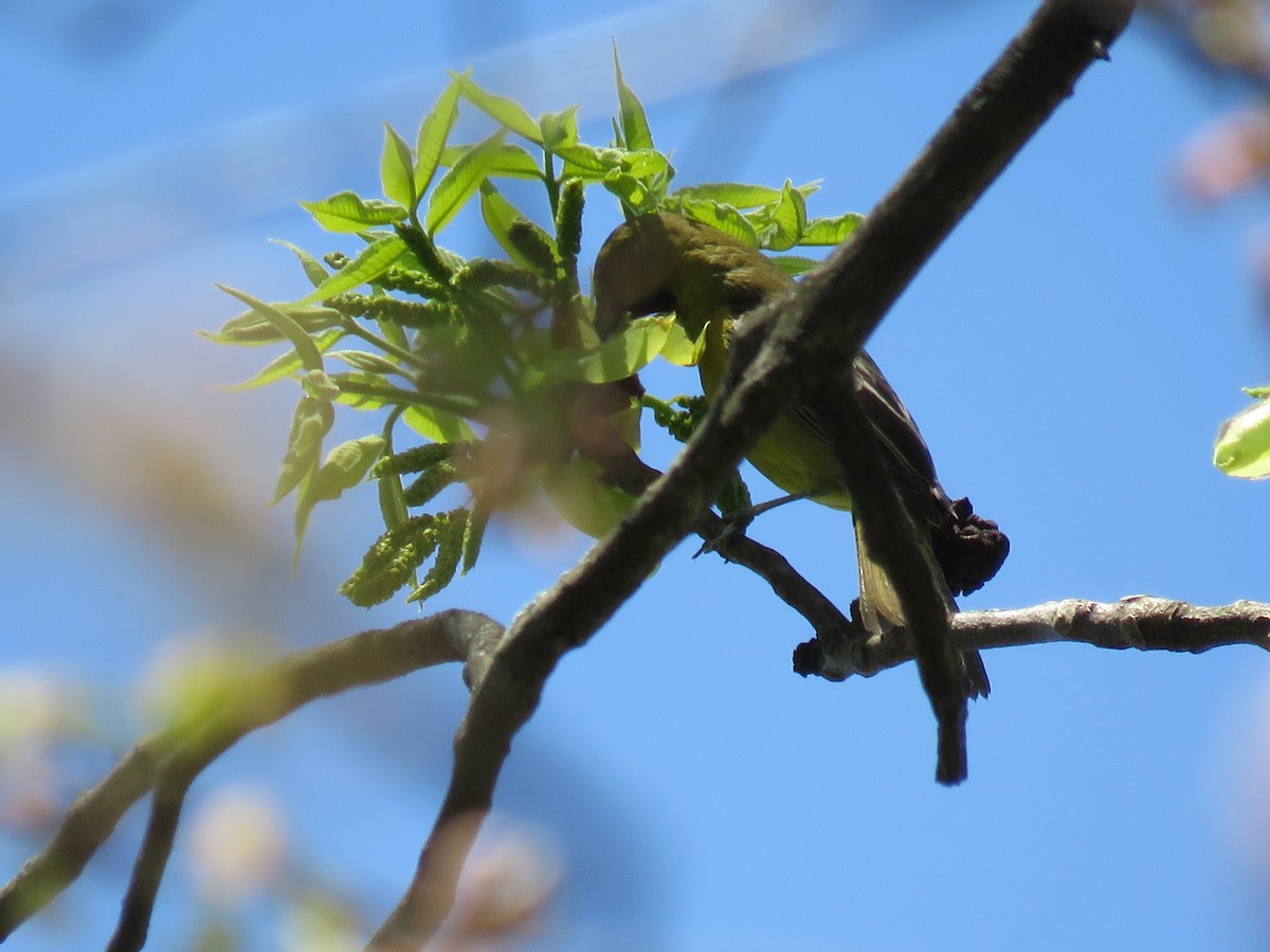 Orchard Oriole - ML230731531