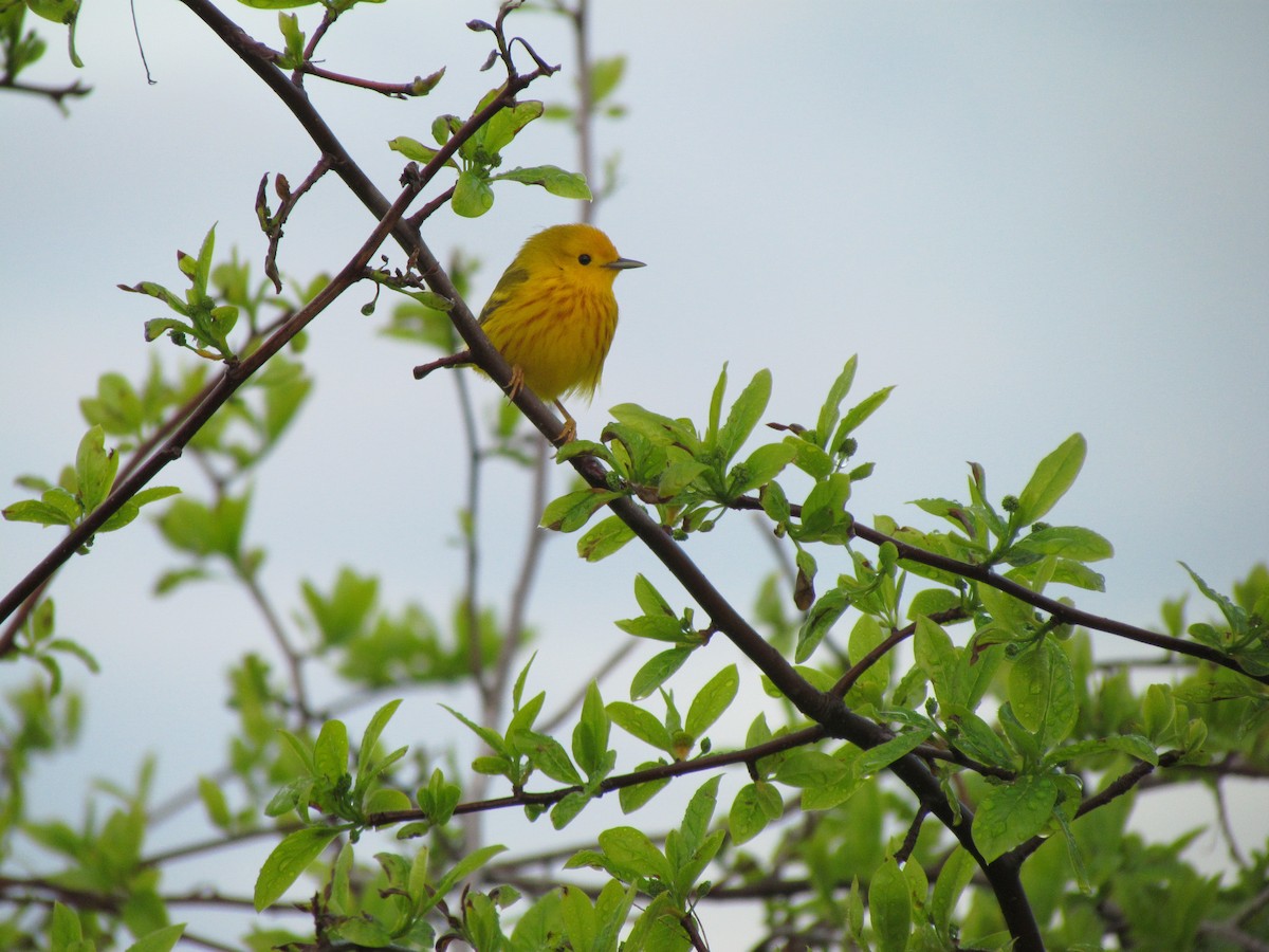 Northern Yellow Warbler - ML230732451