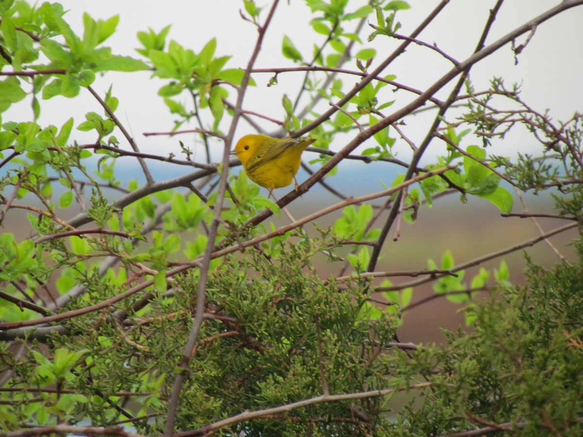 Northern Yellow Warbler - ML230732501
