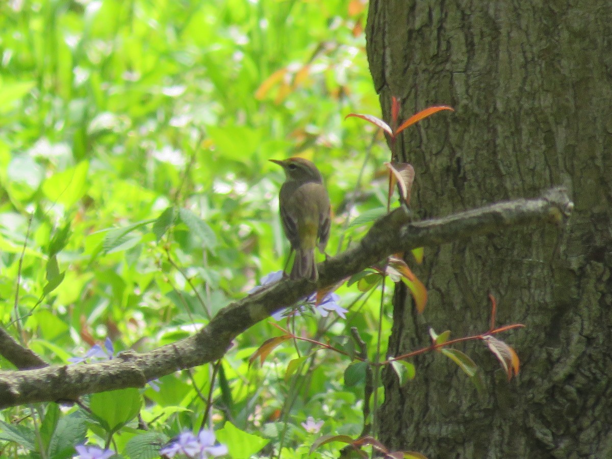 Palm Warbler - Jeferson Bugoni