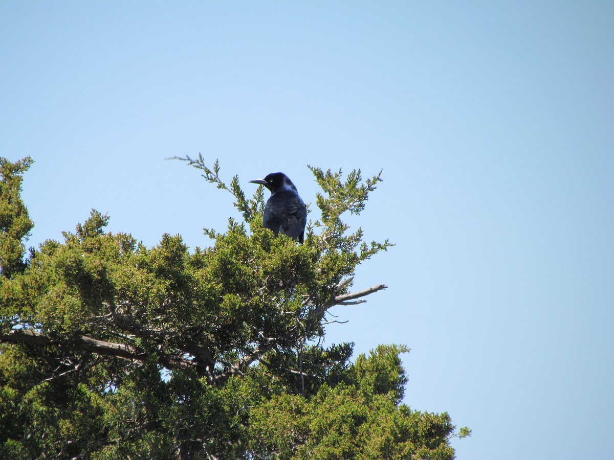 Boat-tailed Grackle - ML230733031