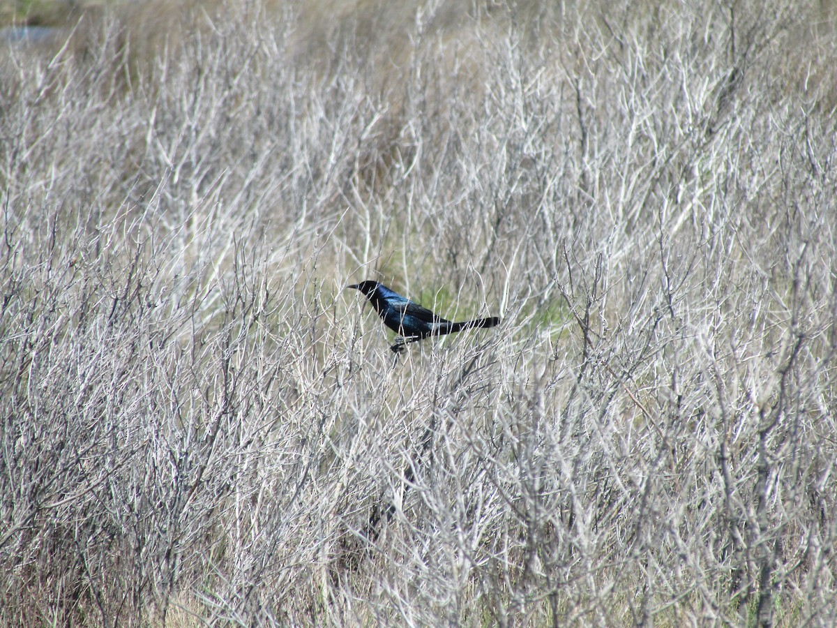 Boat-tailed Grackle - ML230733081