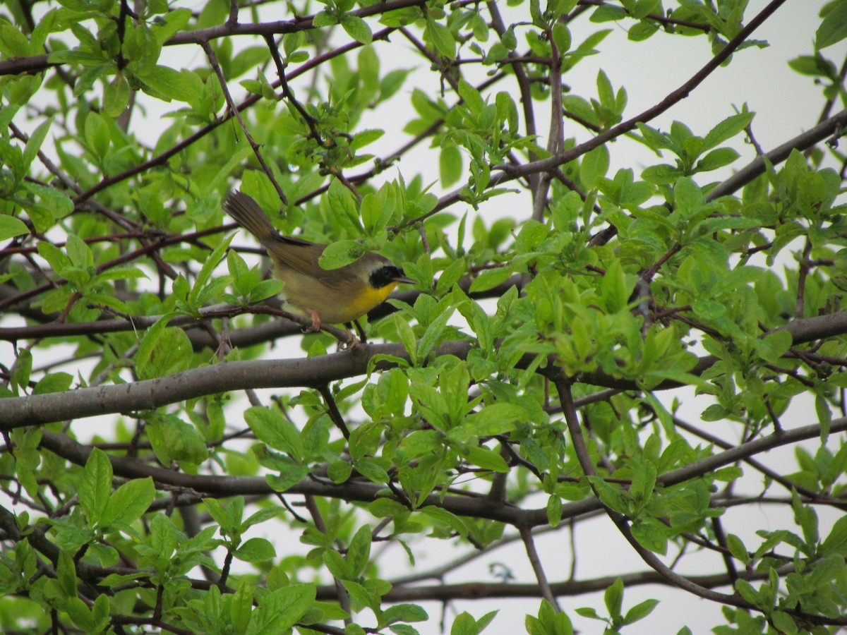 Common Yellowthroat - ML230733361