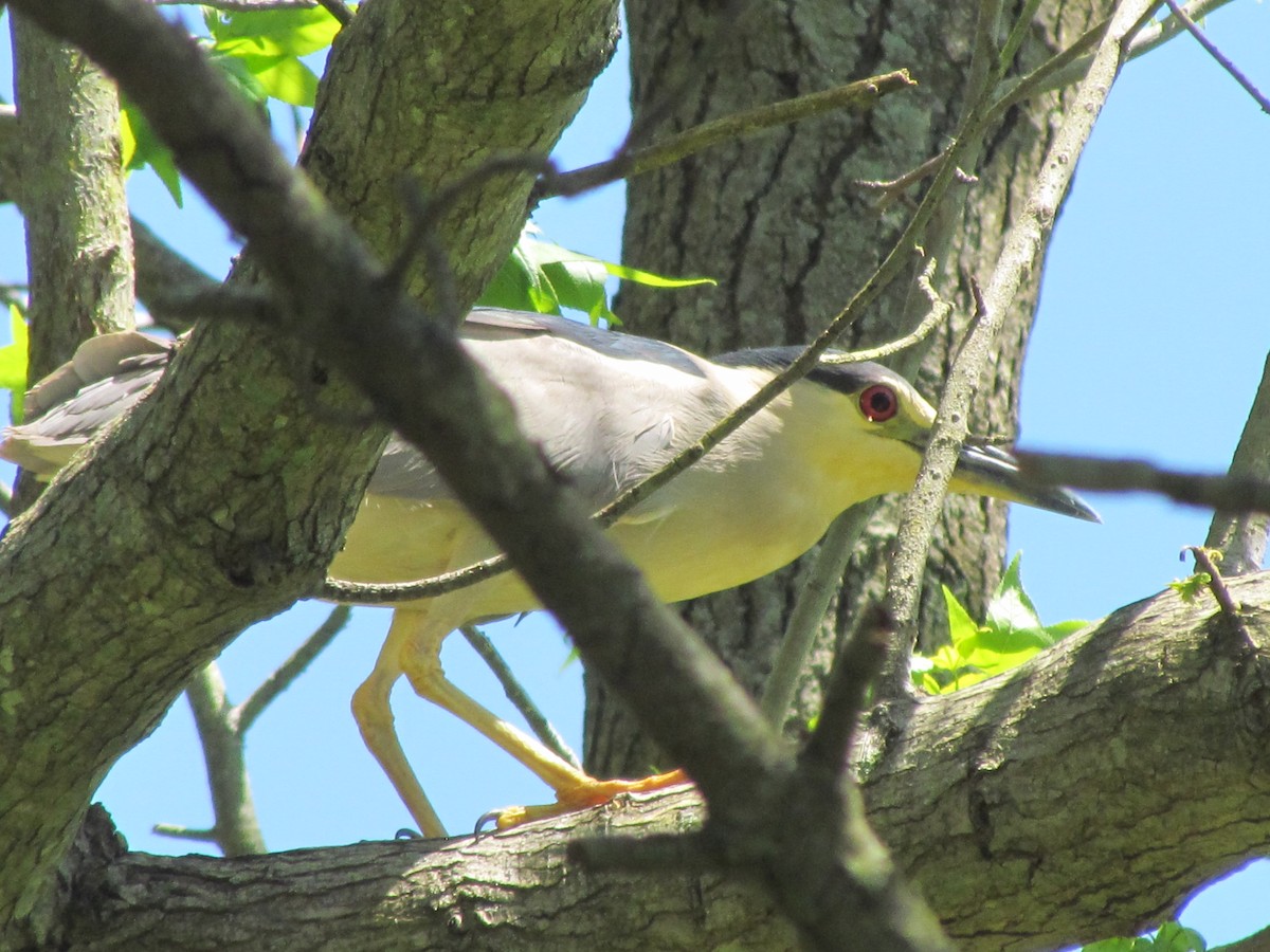 Black-crowned Night Heron - ML230735201