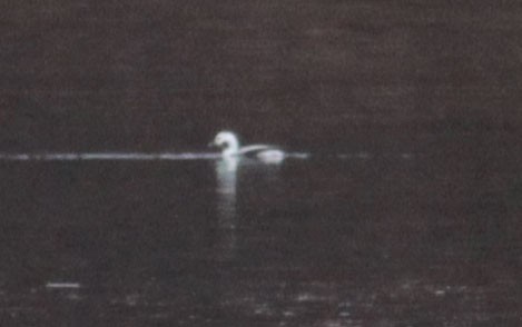 Long-tailed Duck - ML23073561