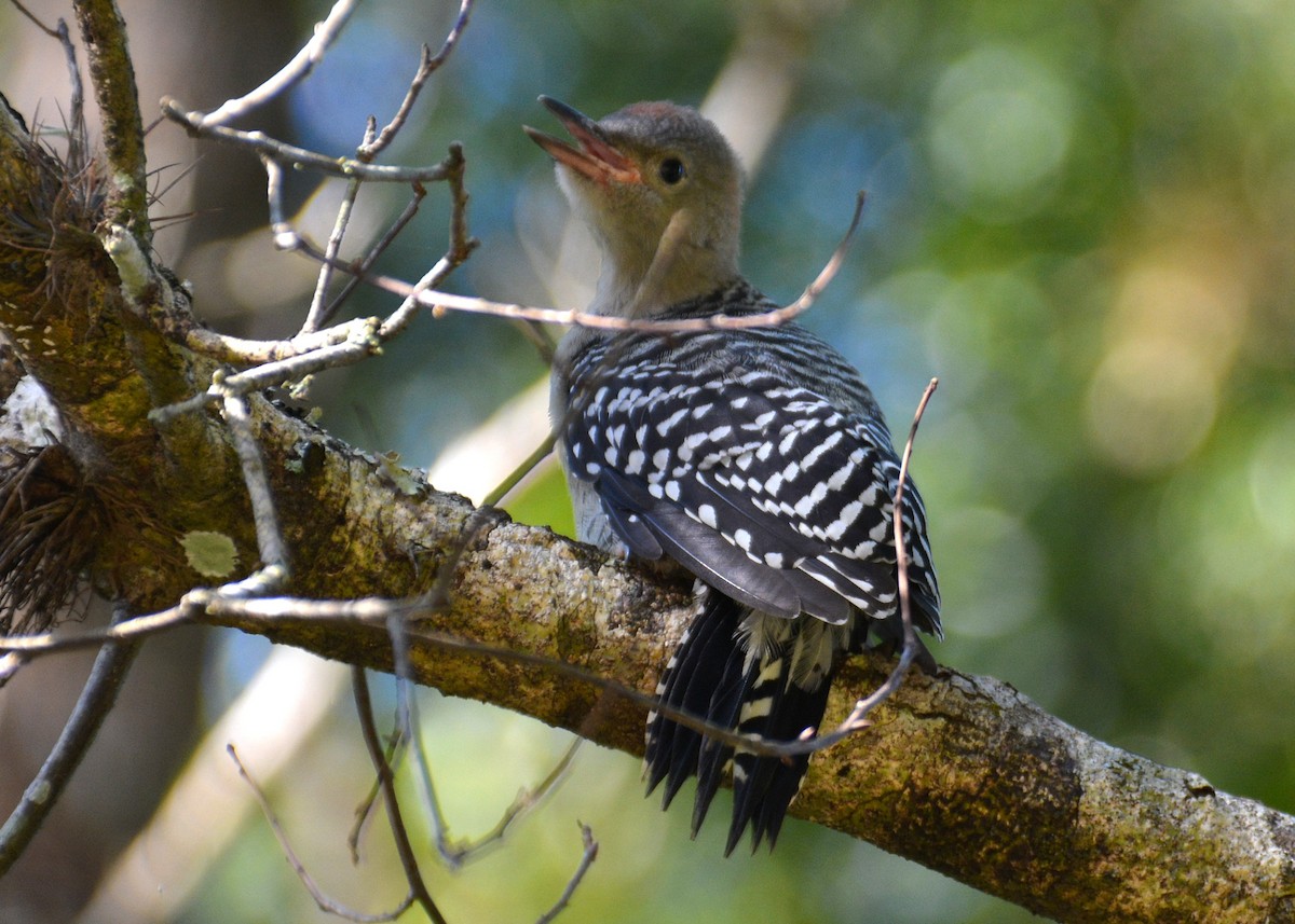 Red-bellied Woodpecker - John Whitehead