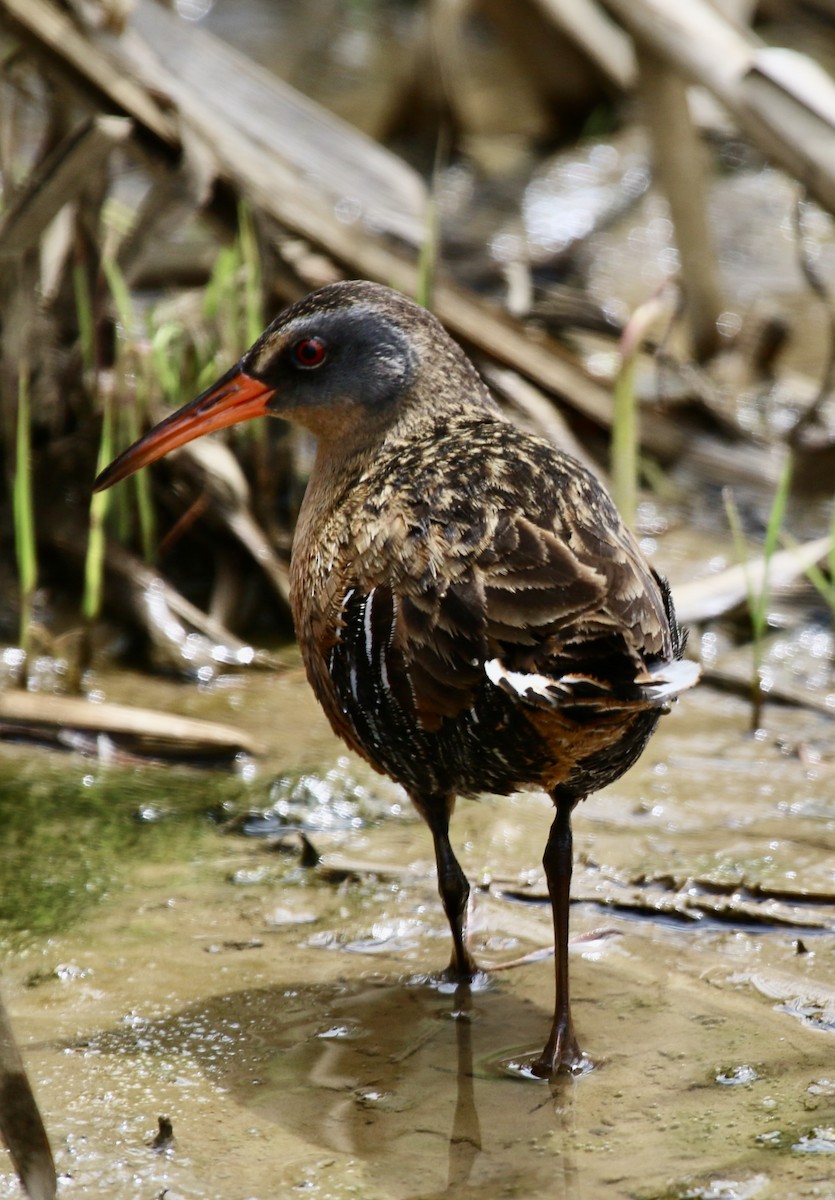 Virginia Rail - Jeffrey Cohen