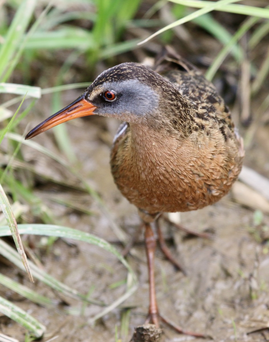 Virginia Rail - Jeffrey Cohen