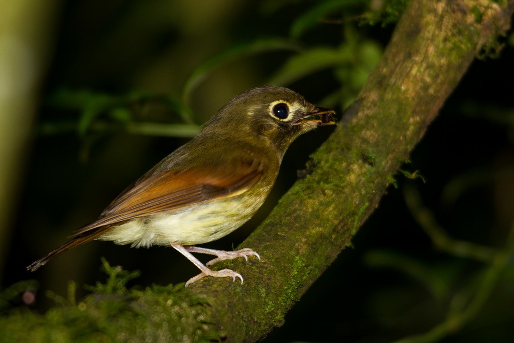 Russet-winged Spadebill - ML230737321