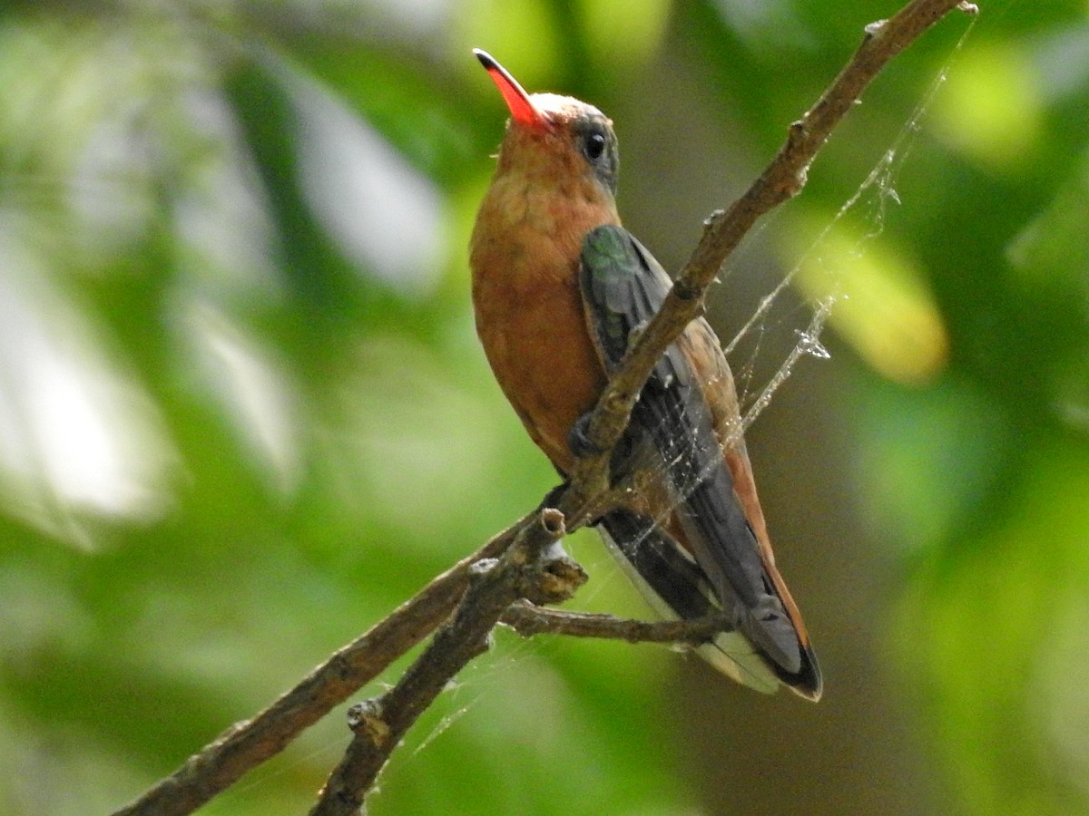 Cinnamon Hummingbird - ML230738121