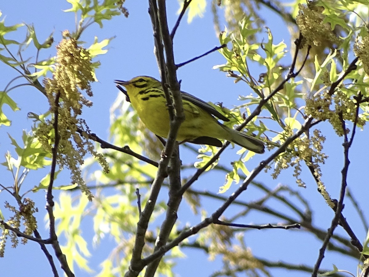 Prairie Warbler - ML230740081