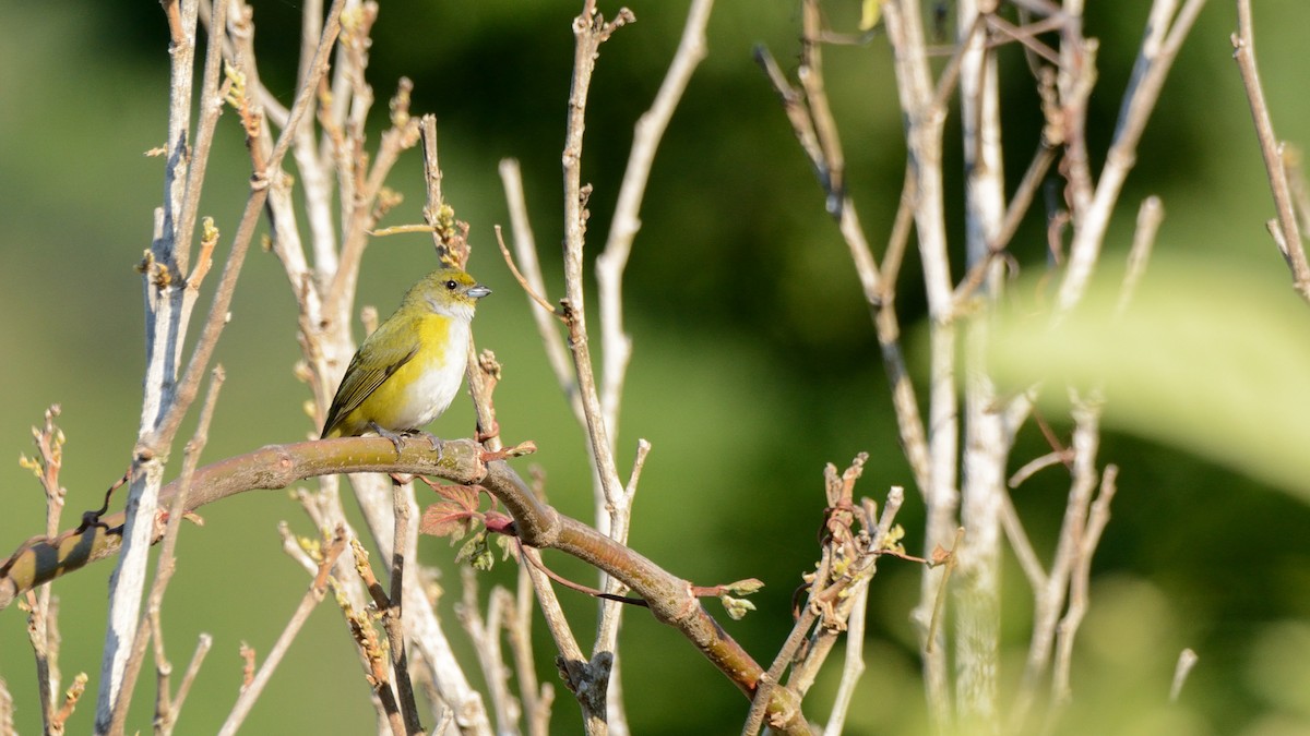 Yellow-throated Euphonia - Miguel Aguilar @birdnomad