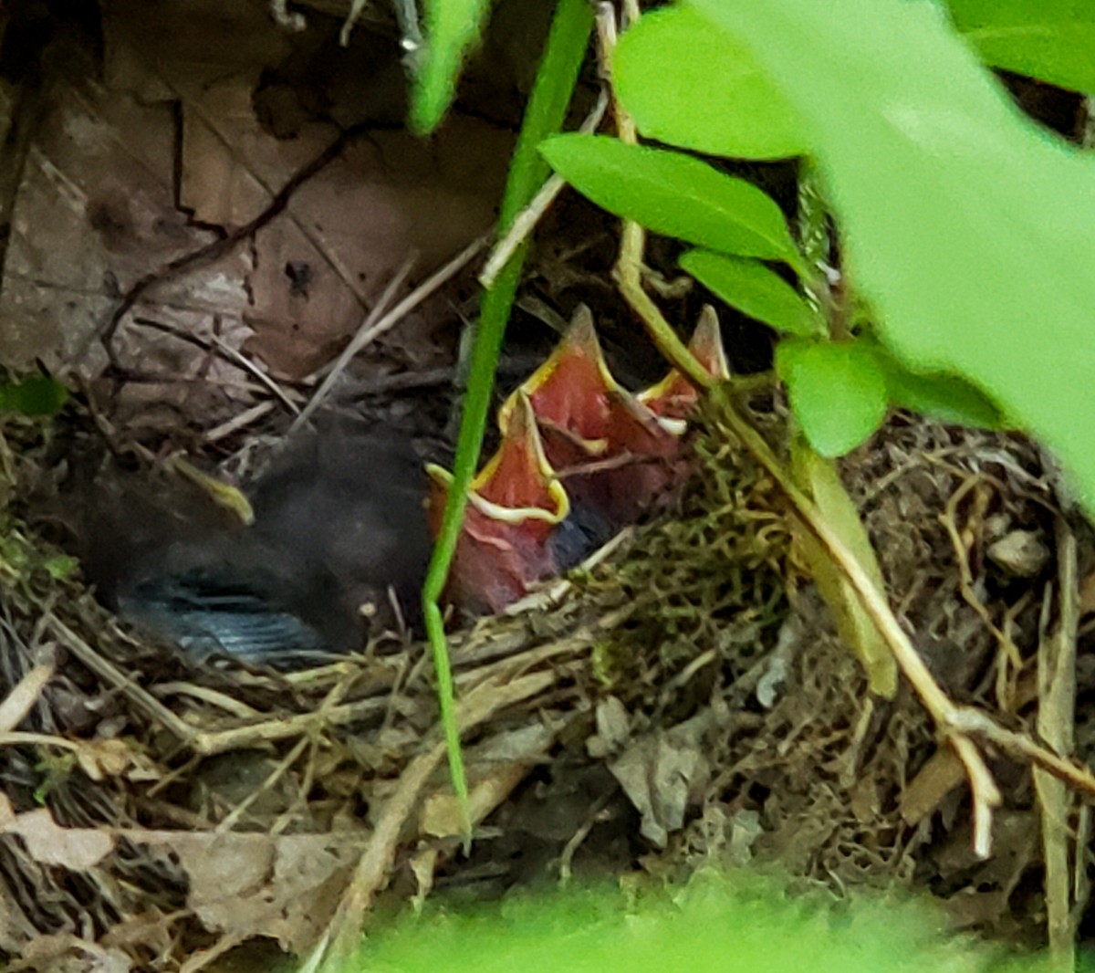 Louisiana Waterthrush - ML230742411