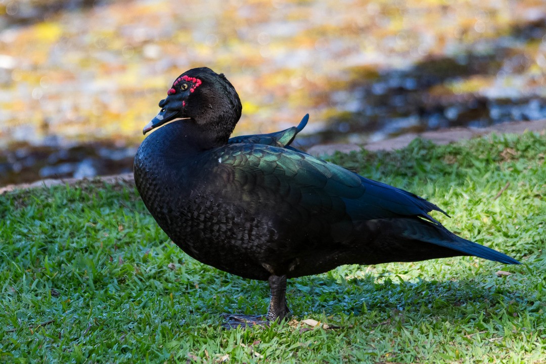 Muscovy Duck - ML230743111