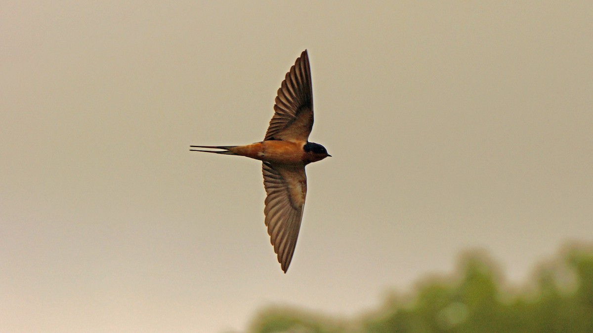 Golondrina Común - ML230743761