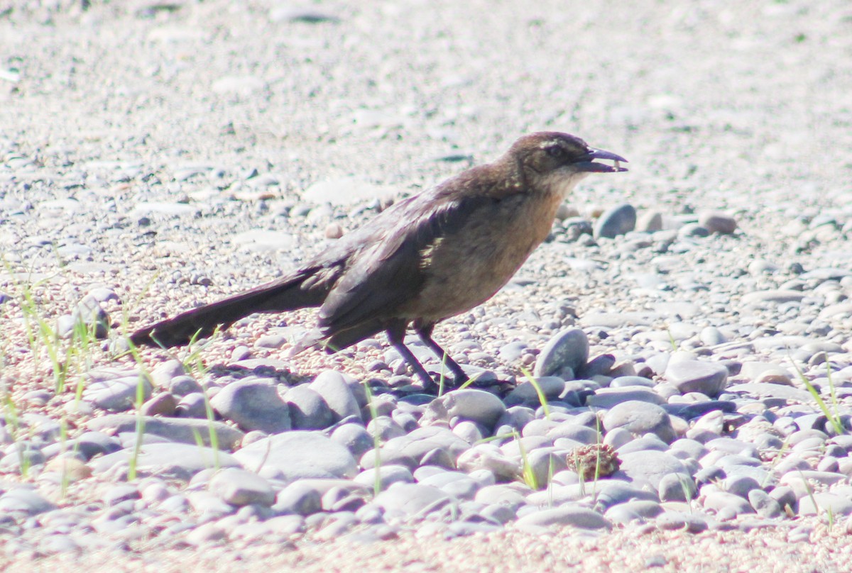 Great-tailed Grackle - Alex George