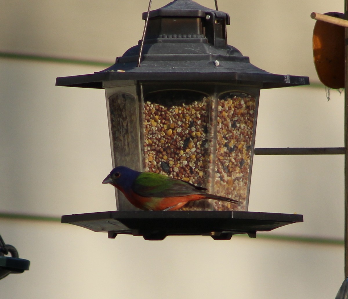 Painted Bunting - ML230745581