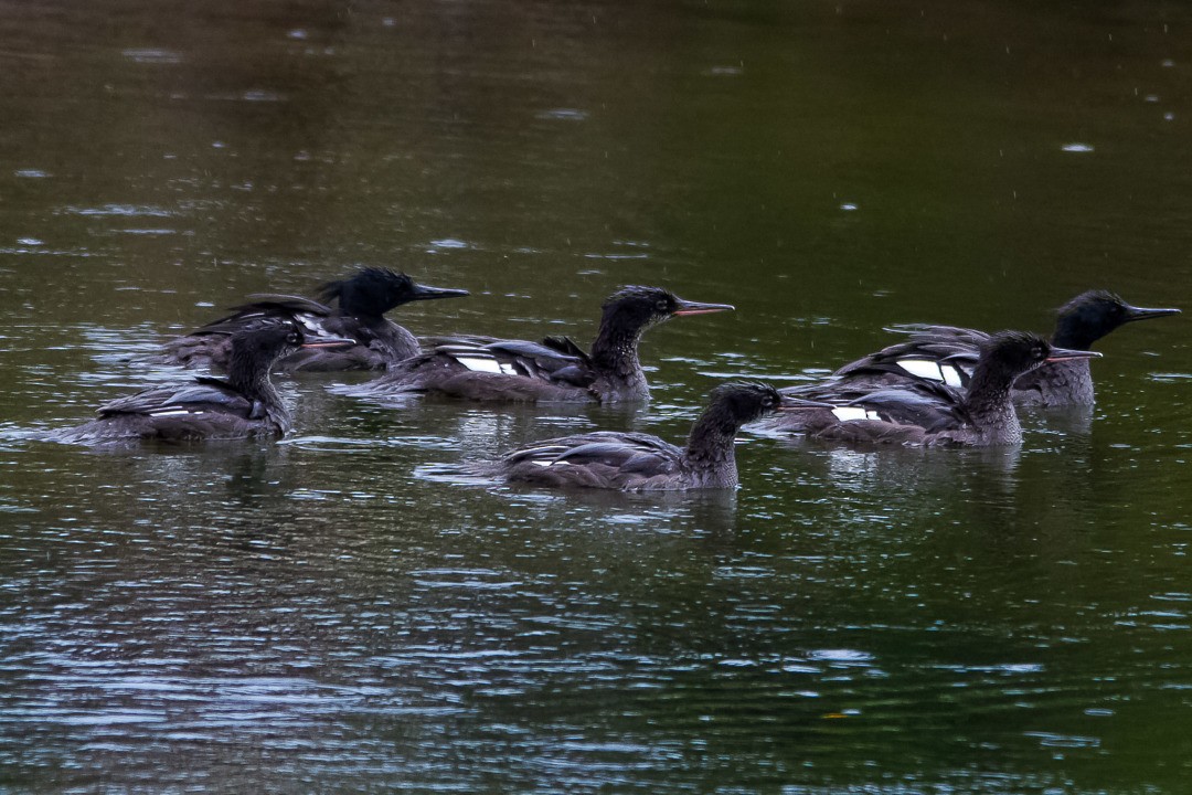 Brazilian Merganser - ML230746061