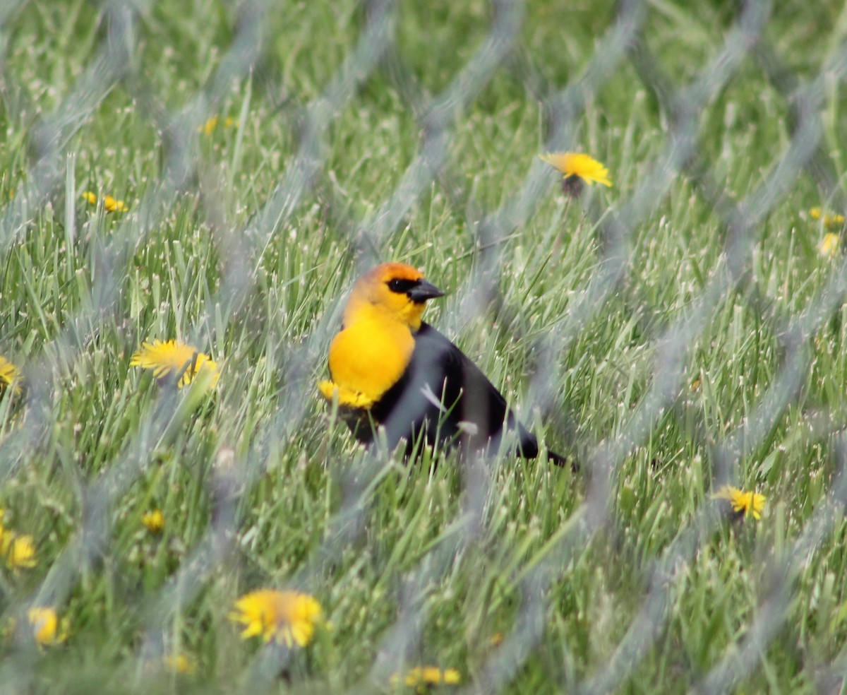 Yellow-headed Blackbird - ML230746601