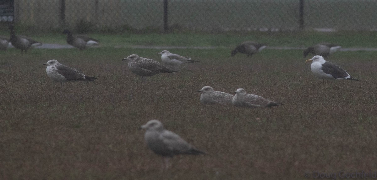 Lesser Black-backed Gull - ML230746611