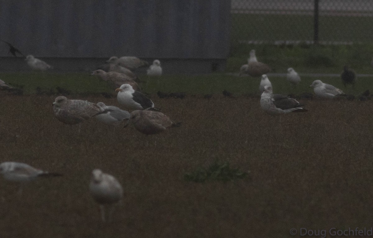 Lesser Black-backed Gull - ML230746631