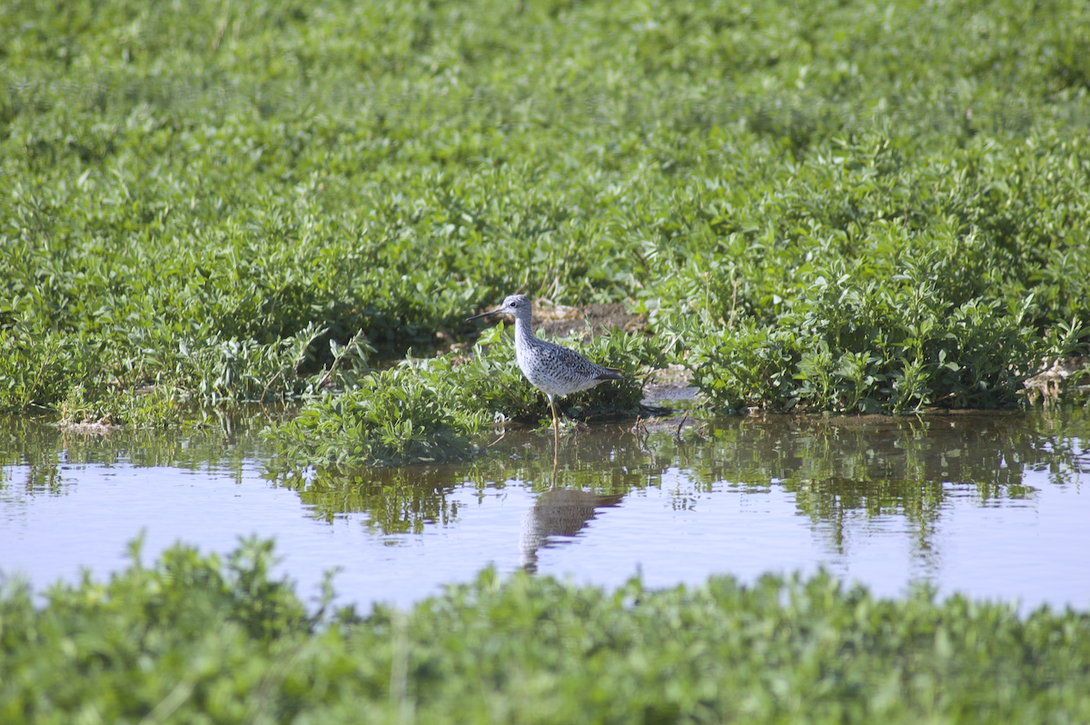 Greater Yellowlegs - ML230746991