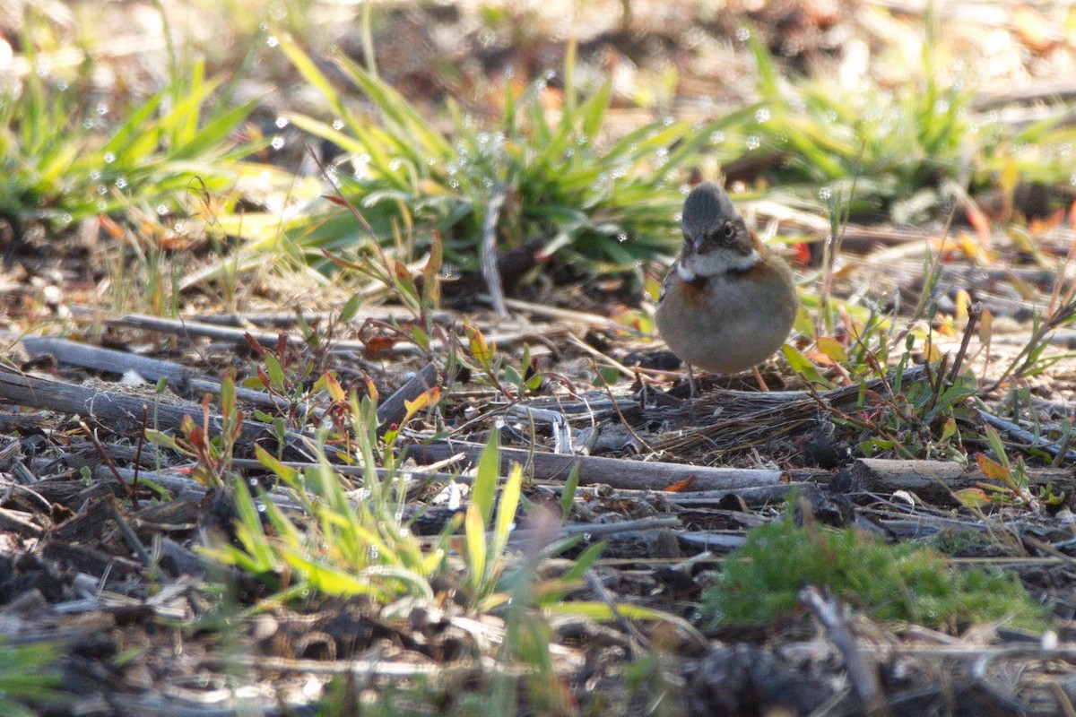 Rufous-collared Sparrow - ML230747411