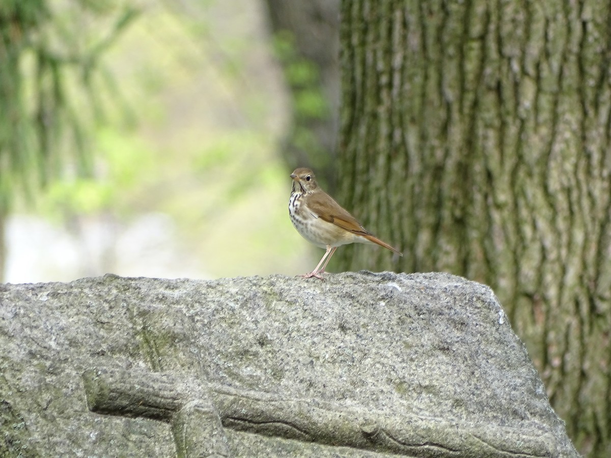 Hermit Thrush - ML230747531