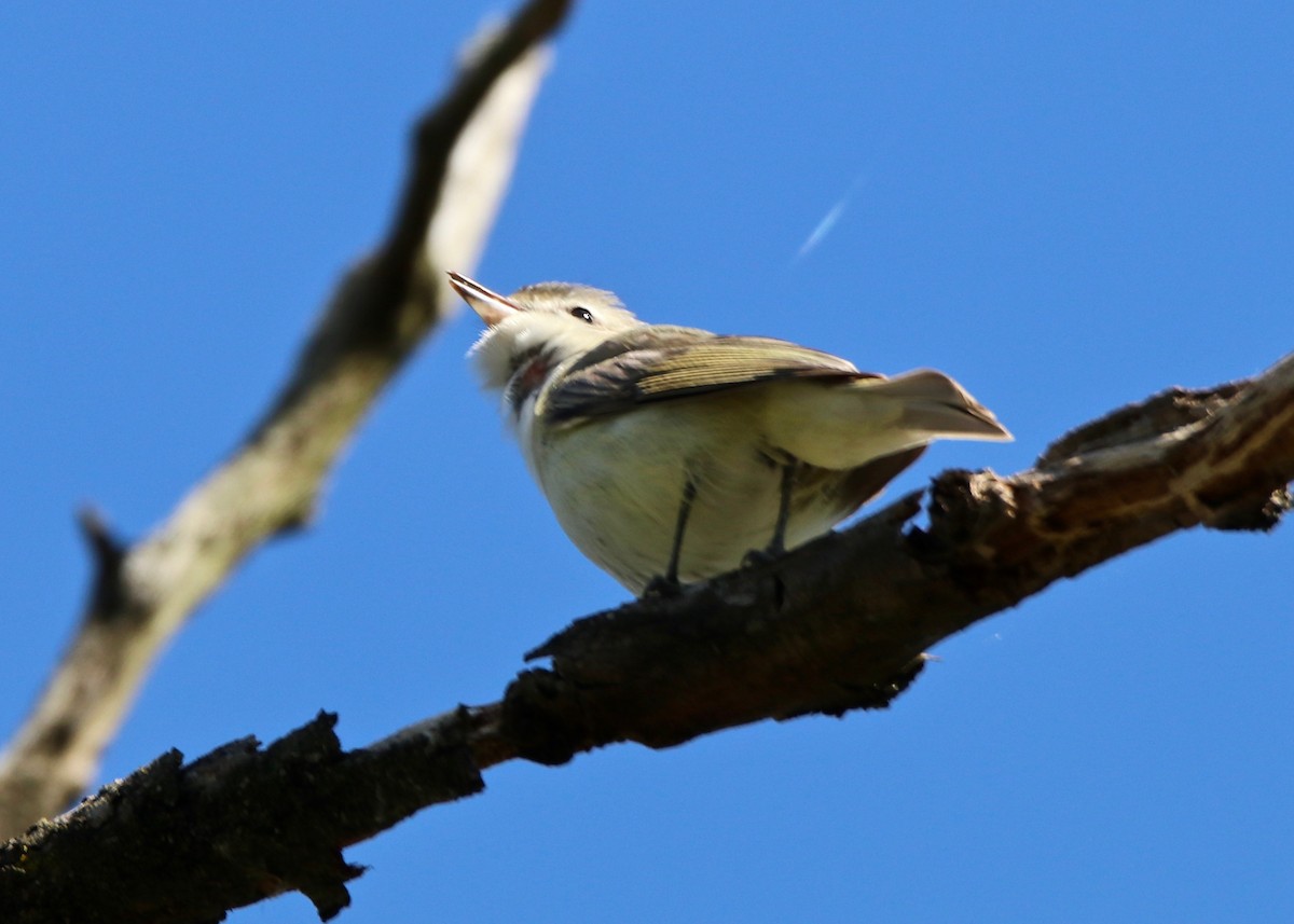 Warbling Vireo - ML230748691