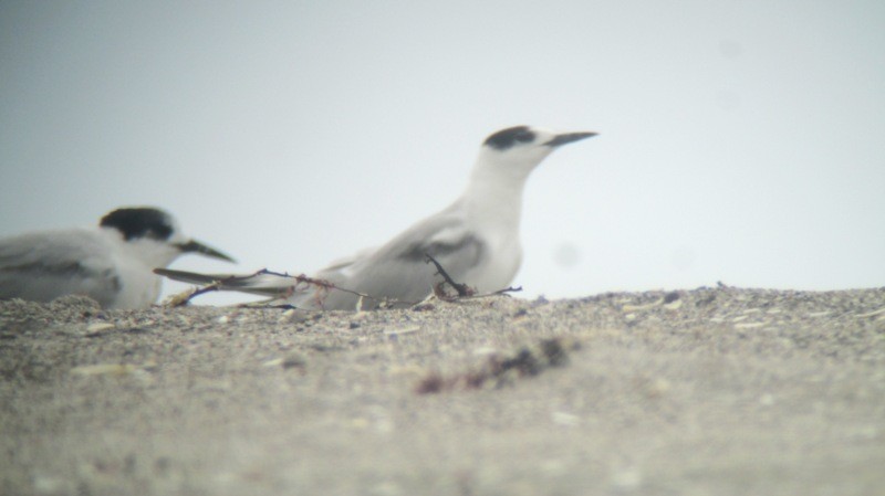 Common Tern (longipennis) - ML23075061