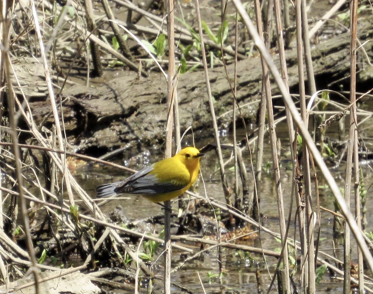 Prothonotary Warbler - Rick Thomas