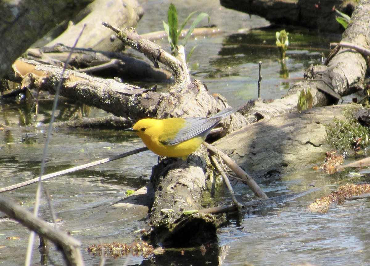 Prothonotary Warbler - Rick Thomas