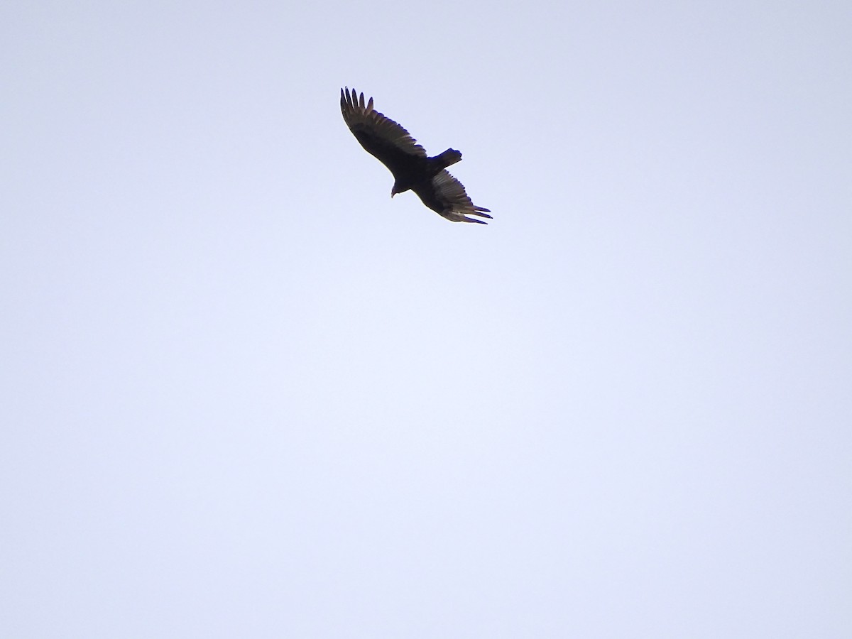 Turkey Vulture - ML230752311
