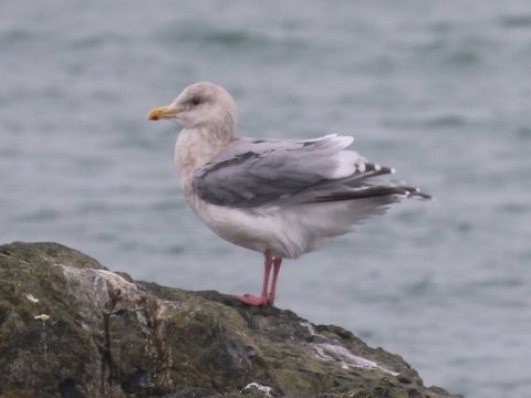 Iceland Gull (Thayer's) - ML23075301