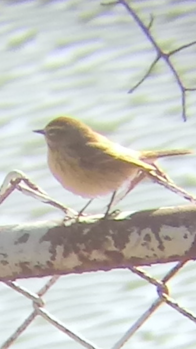 Palm Warbler - ML230757511