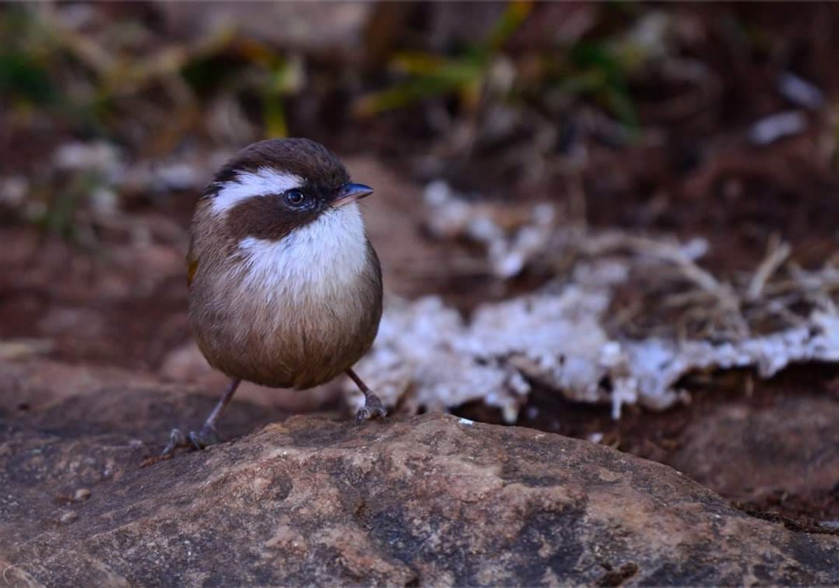 White-browed Fulvetta - Nepal Important  Bird Records
