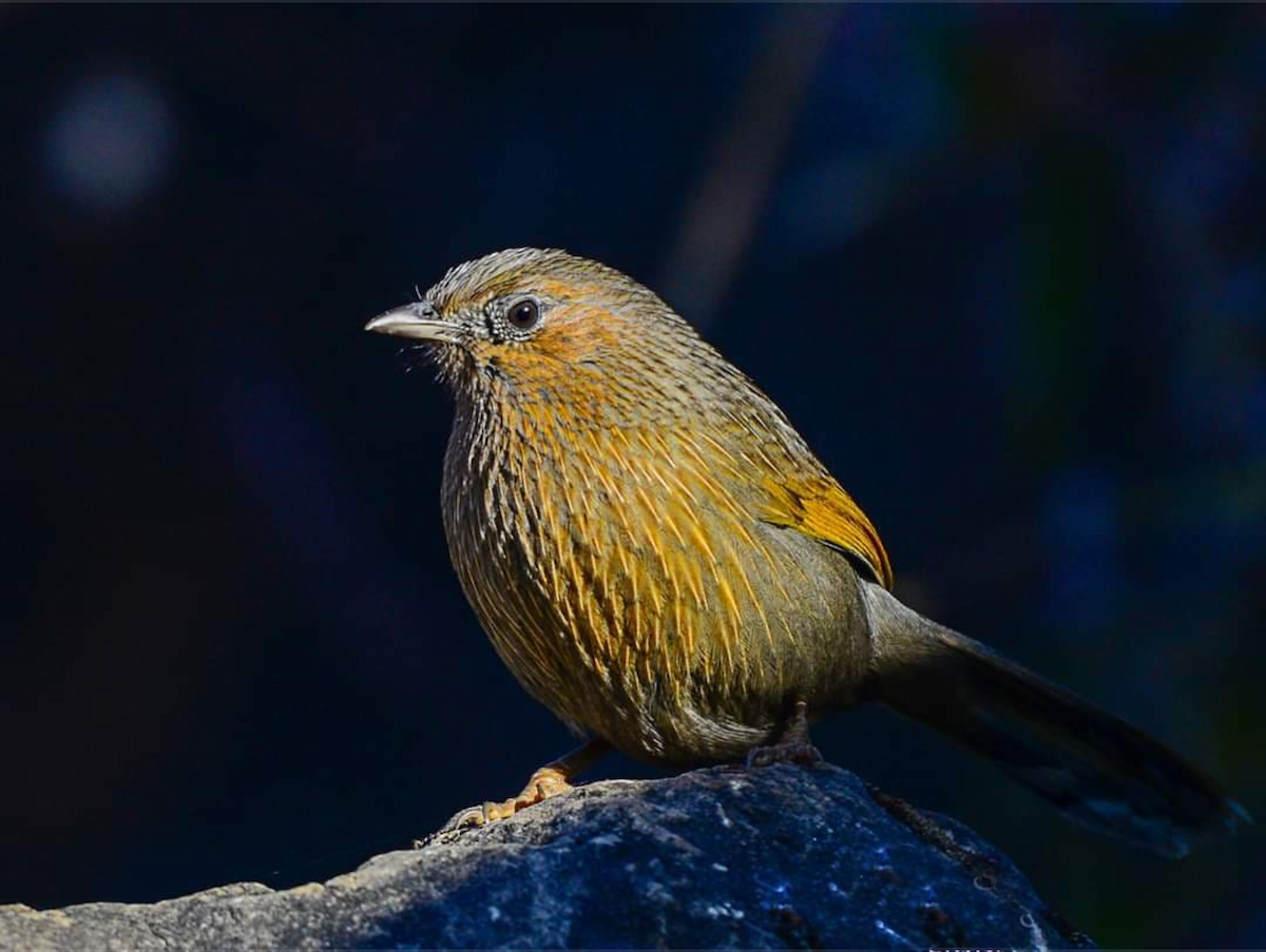 Streaked Laughingthrush - ML230757931