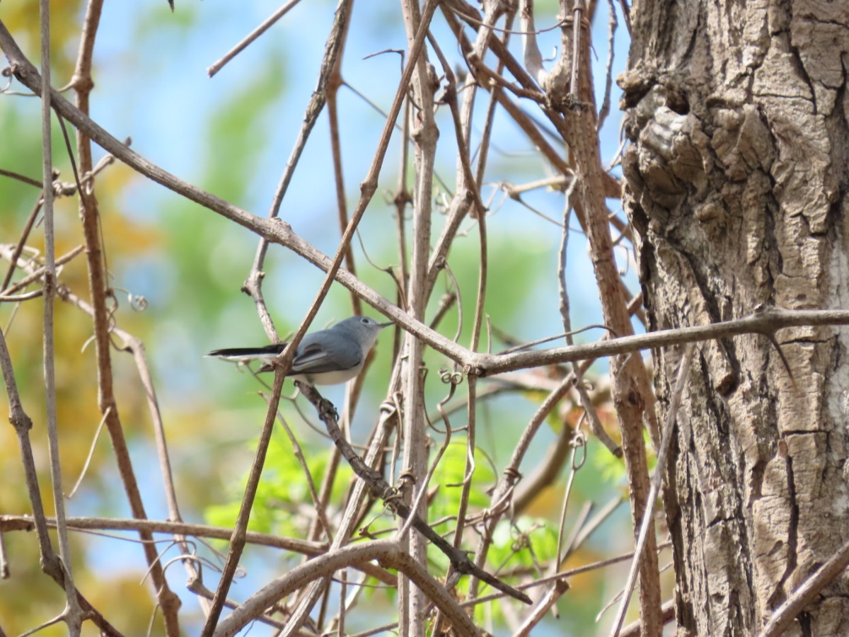 Blue-gray Gnatcatcher - ML230760091