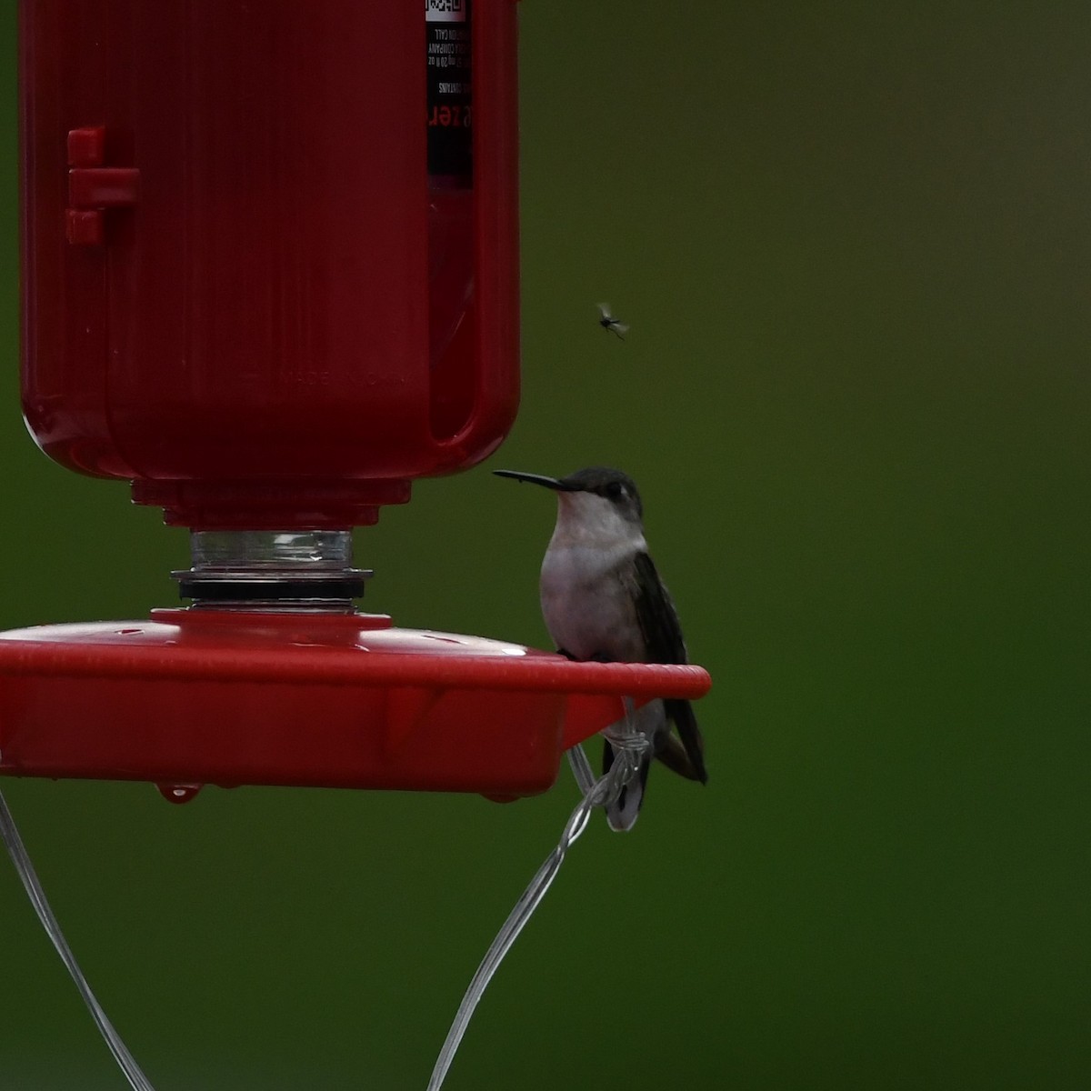 Ruby-throated Hummingbird - ML230762781