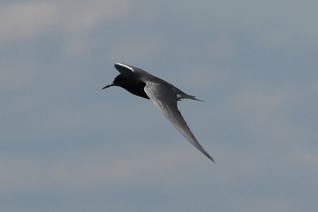 Black Tern - ML230762941