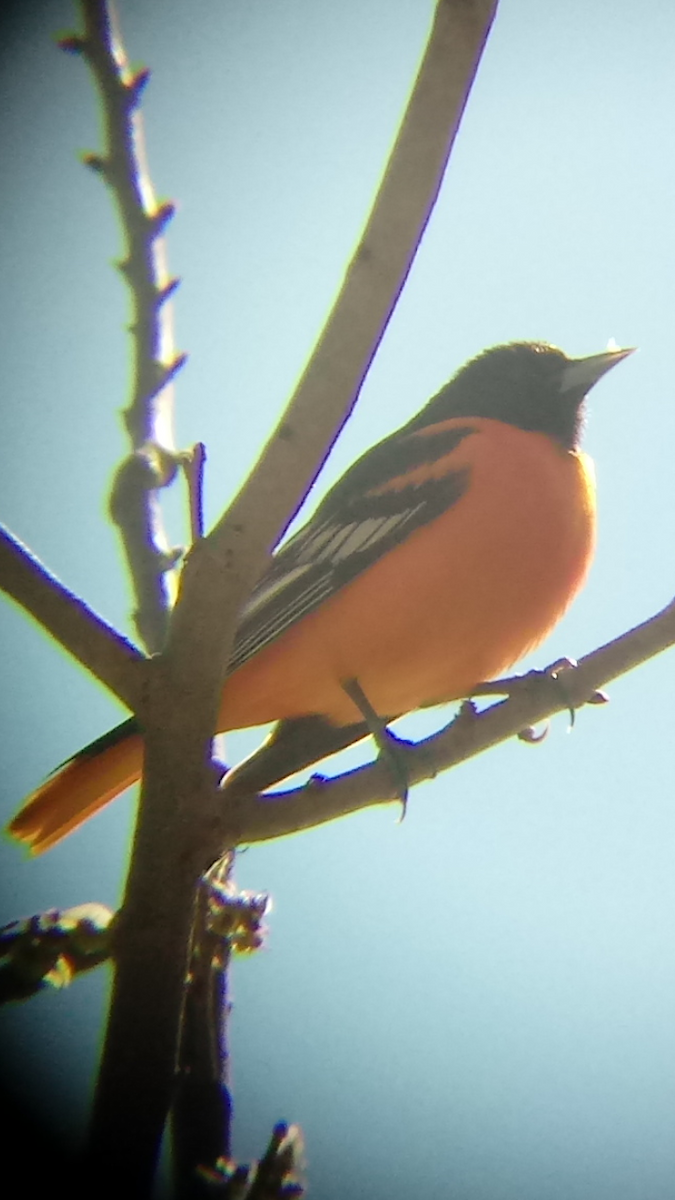 Baltimore Oriole - ML230763341