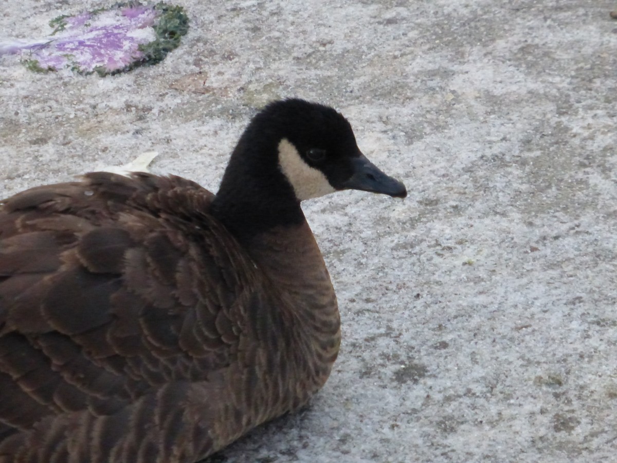 Canada Goose - ML23076401