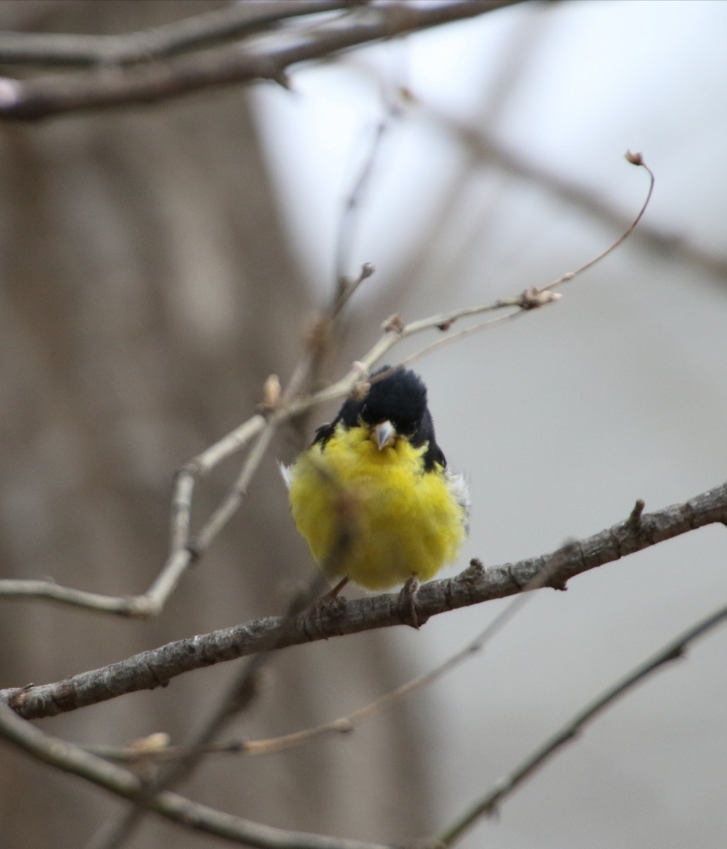 Lesser Goldfinch - Robert Holtkamp