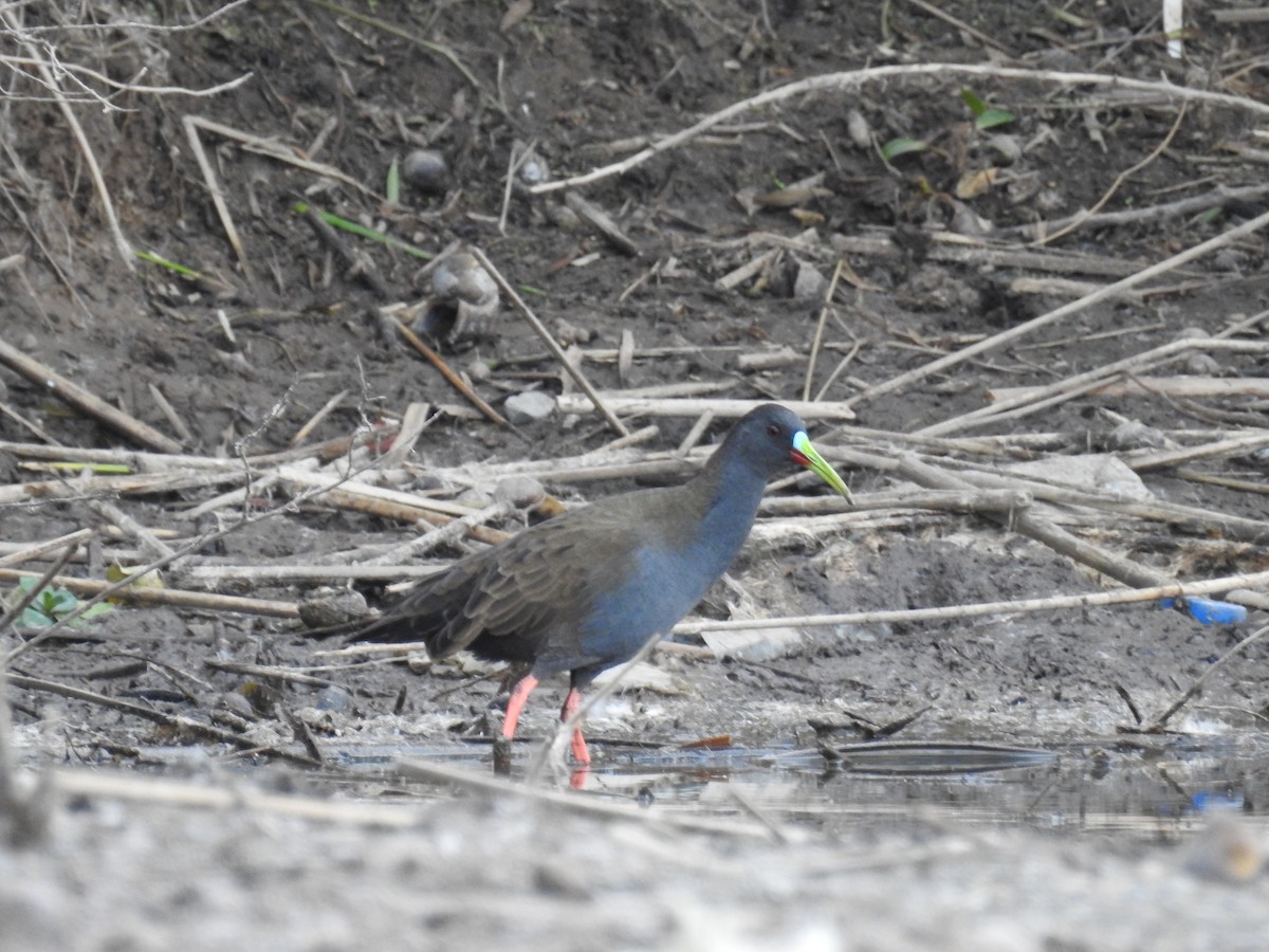 Plumbeous Rail - ML230768101