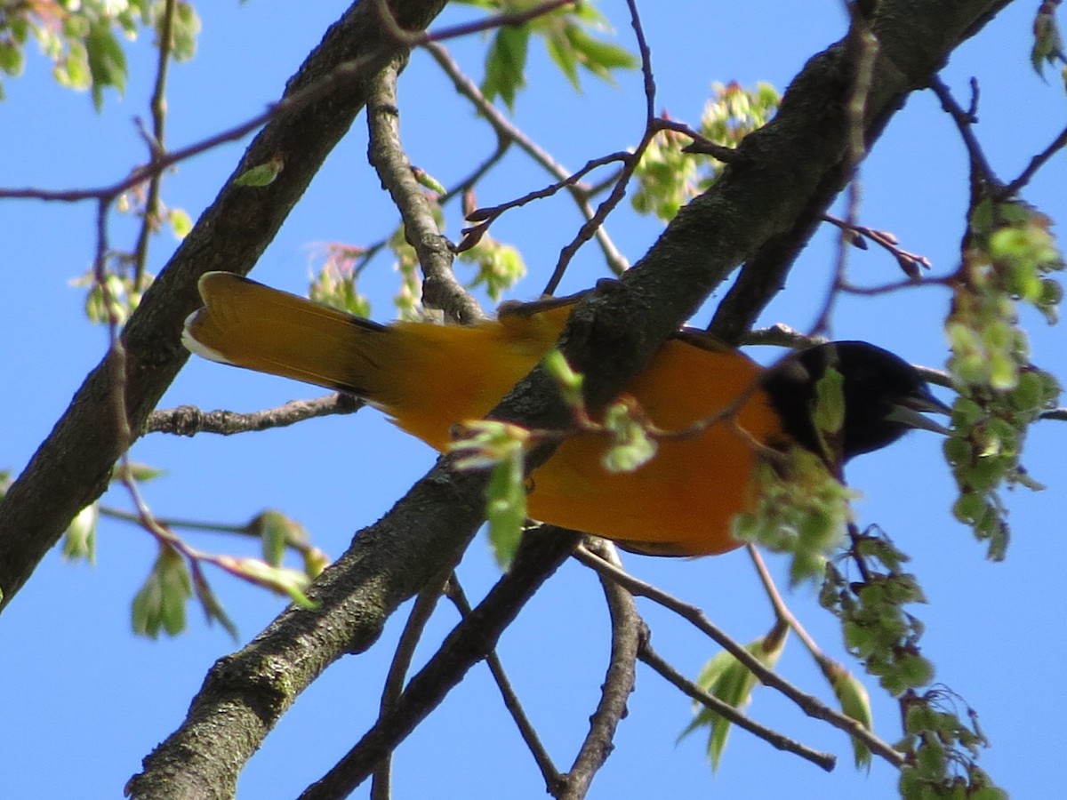 Baltimore Oriole - ML230768181