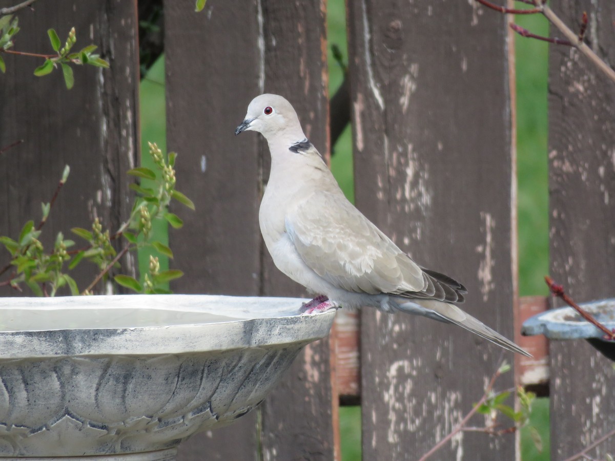 Eurasian Collared-Dove - ML230770591