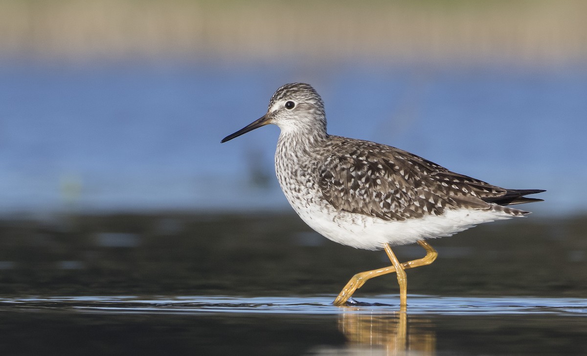 Lesser Yellowlegs - Caleb Putnam