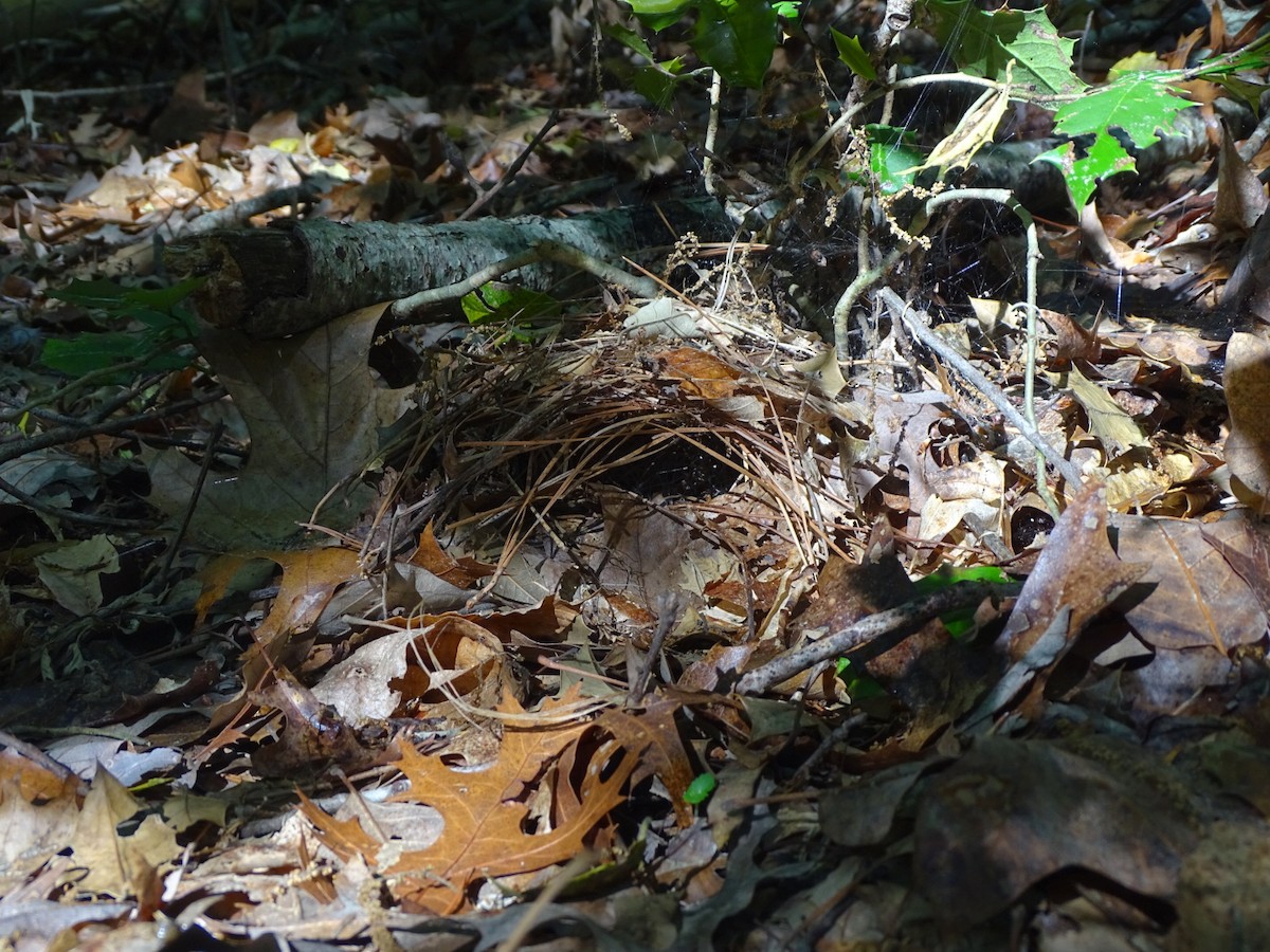 Ovenbird - Maeve Coker