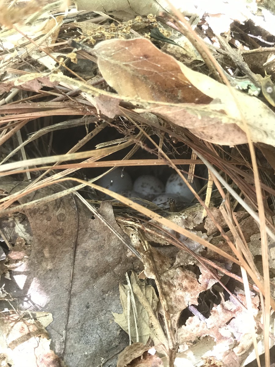 Ovenbird - Maeve Coker